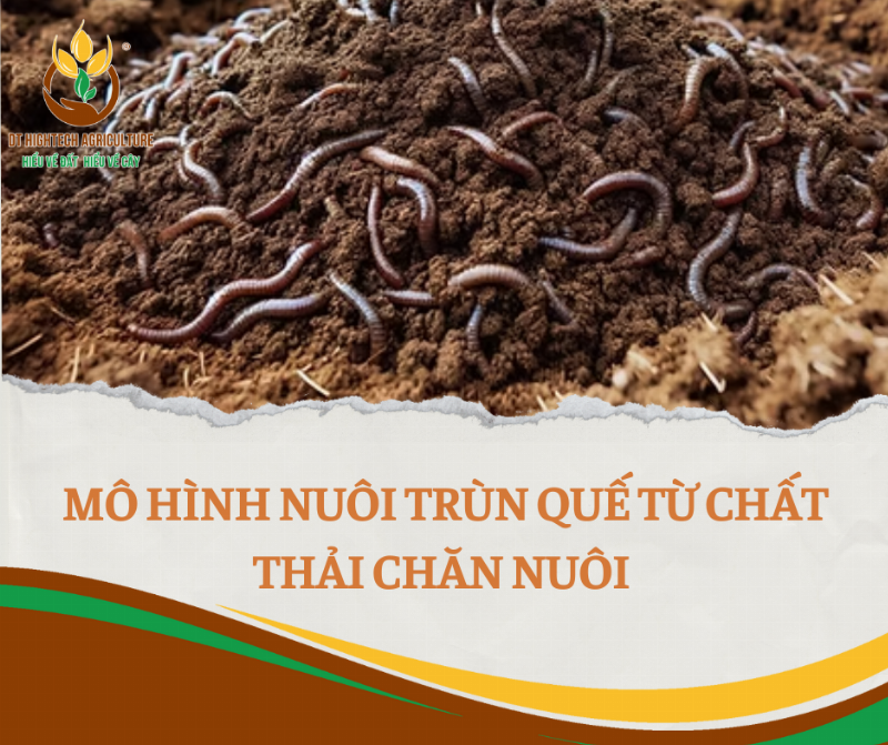 Minh họa phương pháp thu hoạch phân trùn quế bằng cách dụ trùn sang khu vực mới có thức ăn